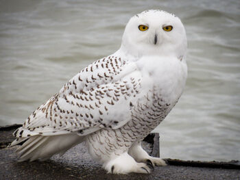 Snowy Owl | Little Einsteins Wiki | Fandom