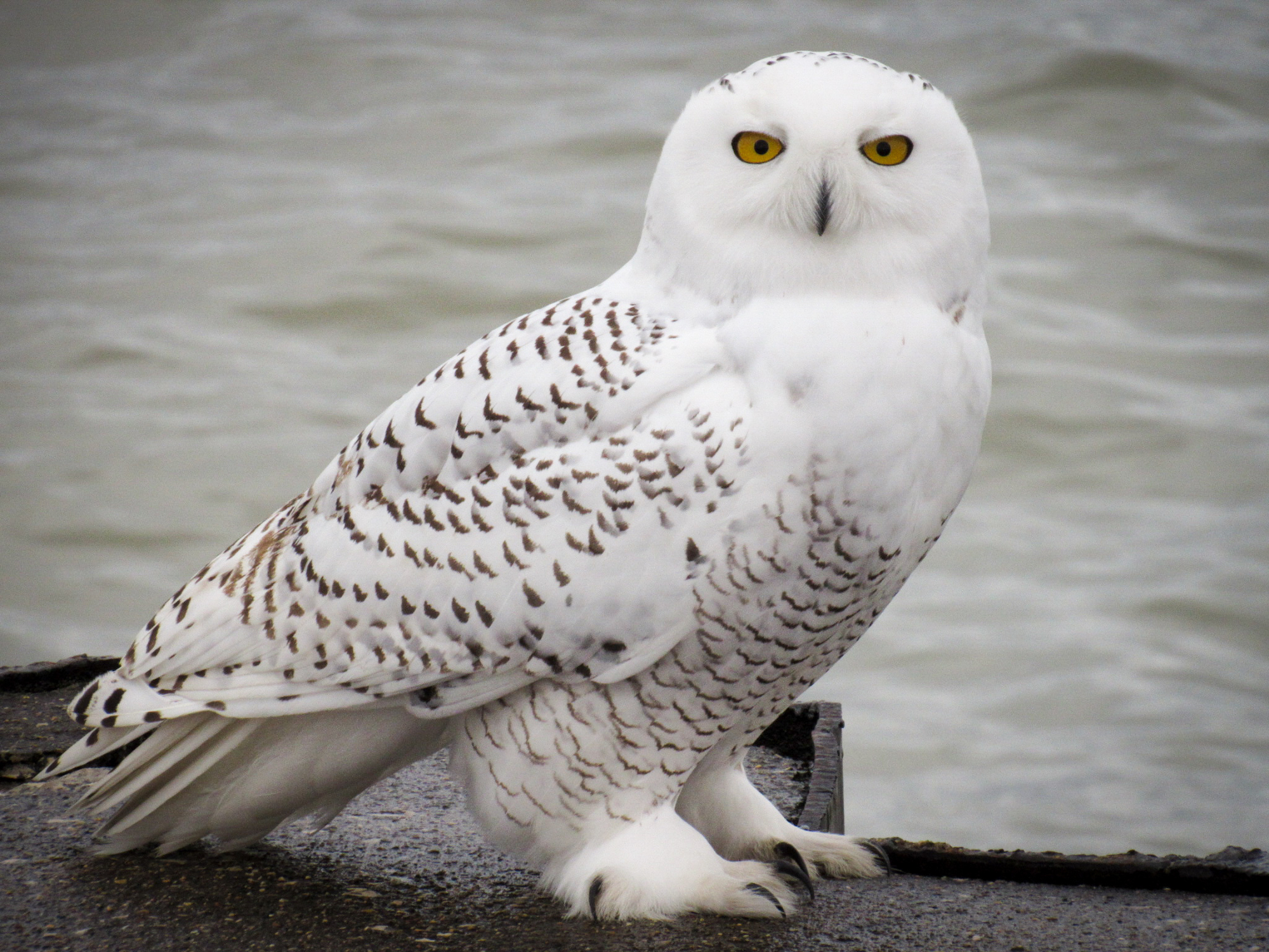 Snowy owl - Wikipedia