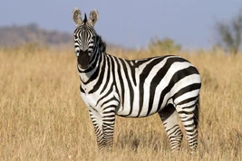 Baby Zebra's Daddy