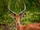 Impalas