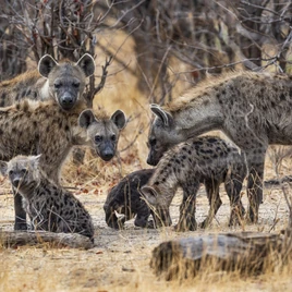Hyenas
