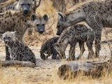 Hyenas