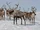 Reindeer