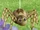 Baby Spider