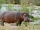 Hippopotamus