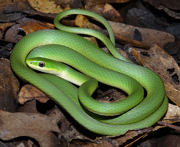 Snake less snake. A short Green Snake. Green Snake c Moon.