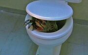 Ghoulies2 11.jpg