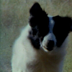 Little house of dogs deals