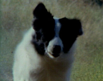 What kind of dog is jack on little house on the prairie outlet