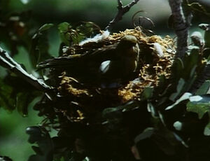 Bird-lims.jpg