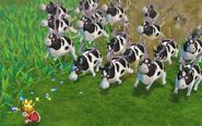 Rodeo Cow Stampede