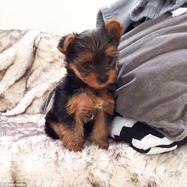 Dogs sales named teddy