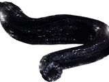 Leeches