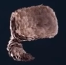 A cap based on or made of raccoon fur.