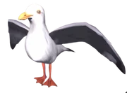Seagull
