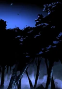 Crows flying in the Wilderness.