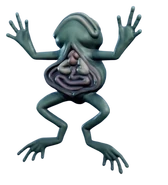 A deceased frog with its exposed insides.