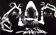 Don't feed the plants 1982