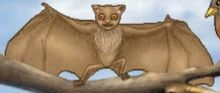 Stellalula bat 2.jpg