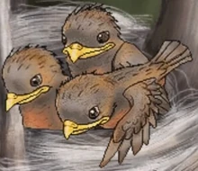 Stellalula pip flap flitter