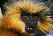 Darwin.png