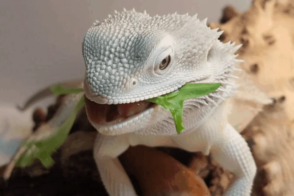 Can Bearded Dragons Eat Spiders? (Wolf, House, And Others