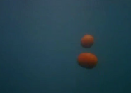 Killer tomatoes underwater