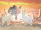 Llamas with Hats 4