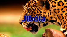 Jiboia Tribe