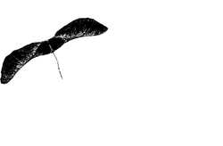 fondo televisivo canadese fonds canadien de television