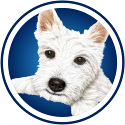 Scotties Logos
