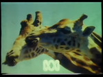 1979 Giraffe ID