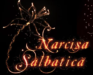 Narcisa sălbatică