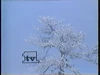 Network ID (tree) (1970-1987) Recorded on March 21, 1987