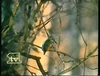 Network ID (bird) (1970-1987) Recorded on April 1, 1984