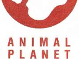 Animal Planet (TV network)