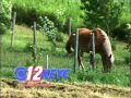 KEYC-TV's A Horse Eating Grass Video ID From May 2012