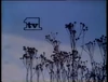 Network ID (angelica sylvestris) (1970-1987) Recorded also on March 25, 1984
