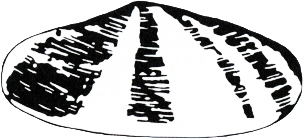 Shell | Logopedia | Fandom