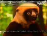 Zoboomafoo