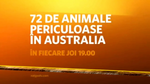 Show card (2014–2019)