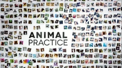 Animal Practice-title