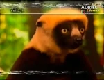 Zoboomafoo