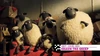 Shaun the Sheep (B)