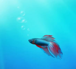 Windows 7 Beta betta-fish, wallpaper (2009)