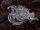 The Dark Crystal