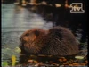 Network ID (beaver) (1970-1987) Recorded on July 26, 1987