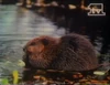 Network ID (forest animals) (1970-1987) Recorded in June 1987
