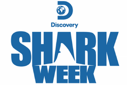 Free Free 315 Shark Week Svg SVG PNG EPS DXF File