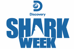 Free Free Shark Week Svg 850 SVG PNG EPS DXF File